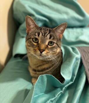 Mutt -  Domestic Short Hair Cat for Adoption in Stoughton, Wisconsin - Mutt | PetCurious