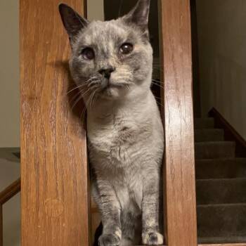 Ursula -  Domestic Short Hair Cat for Adoption in Orangevale, California - Ursula | PetCurious