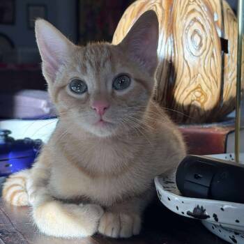 Rescue Domestic Short Hair Cats for Adoption in Plainfield, Illinois - Pocky | PetCurious