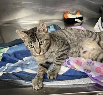 Domestic Short Hair Cats Available for Adoption in Covington, Louisiana - Button | PetCurious