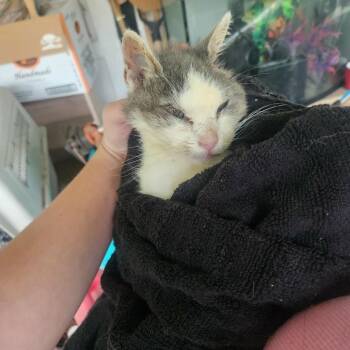 FOUND -Possum -  Domestic Short Hair Cat for Adoption in Rochester, Minnesota - FOUND -Possum | PetCurious