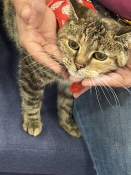 Manx Cats Available for Adoption in Camden, South Carolina - Bebe | PetCurious