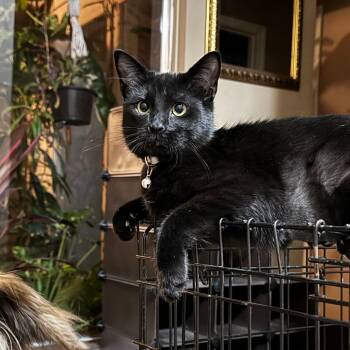Stella -  Domestic Short Hair Cat for Adoption in Houston, Texas - Stella | PetCurious