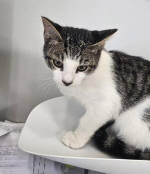 Spookster -  Domestic Short Hair Cat for Adoption in Cleveland, Tennessee - Spookster | PetCurious