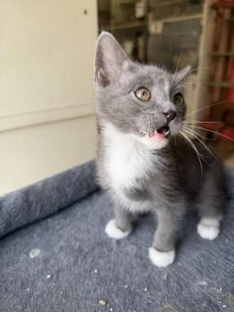 Mogwai -  Domestic Medium Hair and Domestic Short Hair Cat Available for Adoption in Scottsbluff, Nebraska - Mogwai | PetCurious