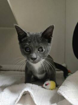 Stevie -  Domestic Short Hair Cat for Adoption in Savannah, Georgia - Stevie | PetCurious