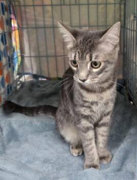 Milli -  Domestic Short Hair Cat for Adoption in Gainesville, Florida - Milli | PetCurious