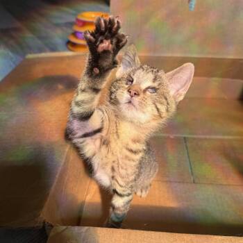 Strawberry -  Domestic Short Hair Cat for Adoption in Charlotte, North Carolina - Strawberry | PetCurious