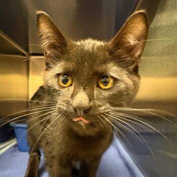 Stray 9/18/26 -  Domestic Short Hair Cat for Adoption in Keizer, Oregon - Stray 9/18/26 | PetCurious
