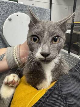 Kanye -  Domestic Short Hair Cat for Adoption in Sevierville, Tennessee - Kanye | PetCurious
