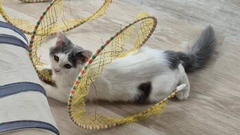 Martini -  Domestic Short Hair Cat for Adoption in South Bend, Indiana - Martini | PetCurious