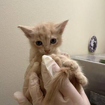Michael -  Domestic Long Hair Cat for Adoption in Las Vegas, Nevada - Michael | PetCurious