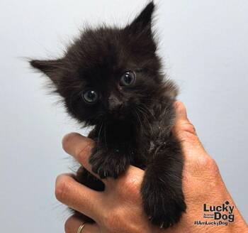 Don -  Domestic Long Hair Cat for Adoption in Washington, District Of Columbia - Don | PetCurious