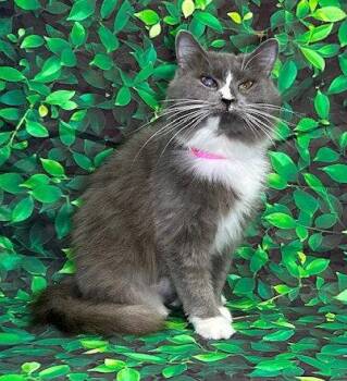 Domestic Medium Hair Cats Available for Adoption in Wetumpka, Alabama - 260275  R.J. | PetCurious