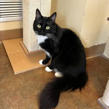 Plie -  Domestic Short Hair Cat for Adoption in Walnut Creek, California - Plie | PetCurious