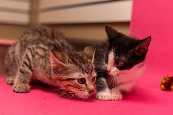 Ham & Swiss-bonded pair -  Domestic Short Hair Cat for Adoption in Myrtle Beach, South Carolina - Ham & Swiss-bonded Pair | PetCurious