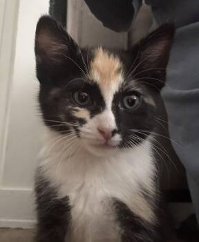 Spicy Basil -  Calico and Domestic Short Hair Cat for Adoption in Buford, Georgia - Spicy Basil | PetCurious