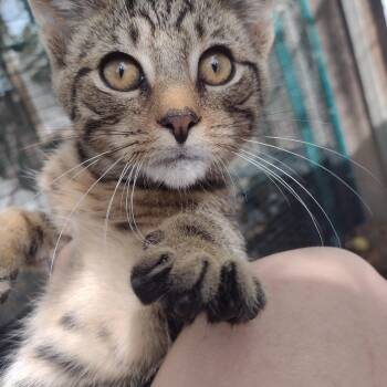 Jacob Marley -  Domestic Short Hair Cat for Adoption in Millerton, Pennsylvania - Jacob Marley | PetCurious