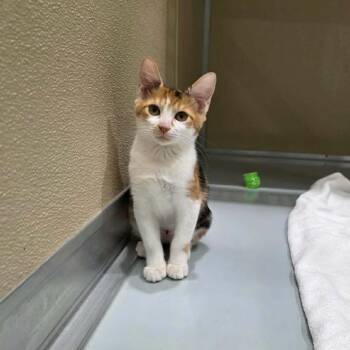 Carol -  Domestic Short Hair Cat for Adoption in Umatilla, Florida - Carol | PetCurious