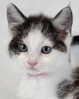 Aperol -  Domestic Short Hair Cat for Adoption in Kennesaw, Georgia - Aperol | PetCurious