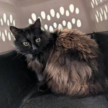 Domestic Long Hair Cats Available for Adoption in Lynchburg, Virginia - Wild Blackberry | PetCurious