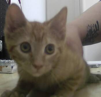 Domestic Short Hair Cats Available for Adoption in Dayton, Minnesota - Lochlan | PetCurious