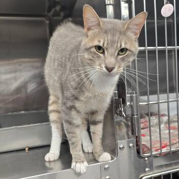 Hotpot -  Domestic Short Hair Cat for Adoption in Spokane, Washington - Hotpot | PetCurious