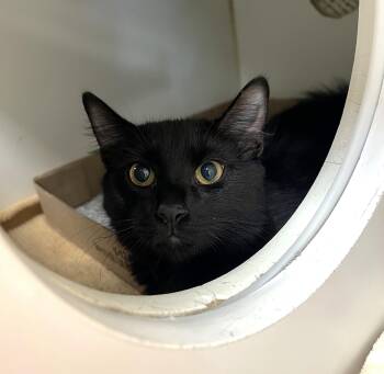 Zelda -  Domestic Short Hair Cat for Adoption in Reisterstown, Maryland - Zelda | PetCurious
