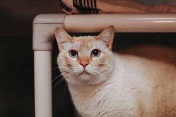 Siamese and Domestic Short Hair Cats Available for Adoption in North Charleston, South Carolina - 91278a Mew | PetCurious