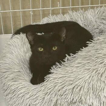 Rescue Domestic Short Hair Cats for Adoption in San Anselmo, California - Grady | PetCurious