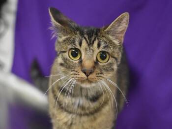 Boba -  Domestic Short Hair Cat for Adoption in Portland, Oregon - Boba | PetCurious