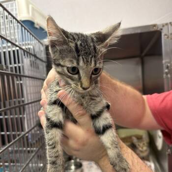 Bong -  Domestic Short Hair Cat for Adoption in Port Charlotte, Florida - Bong | PetCurious