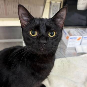 Domestic Short Hair Cats Available for Adoption in Asheville, North Carolina - Mini Squash | PetCurious