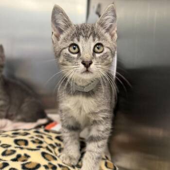 Lenny -  Domestic Short Hair Cat for Adoption in Marshall, Virginia - Lenny | PetCurious