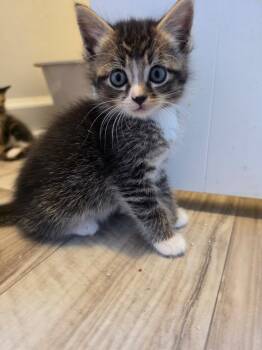 Lovebomb -  Tabby Cat for Adoption in Columbia, South Carolina - Lovebomb | PetCurious