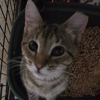 Jenny -  Domestic Short Hair Cat for Adoption in Grantsville, Utah - Jenny | PetCurious