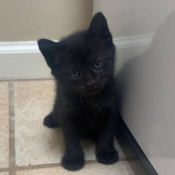 Domestic Short Hair Cats Available for Adoption in Auburn, Alabama - Peter | PetCurious