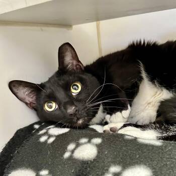 Betty Boop -  Domestic Short Hair Cat for Adoption in Reisterstown, Maryland - Betty Boop | PetCurious