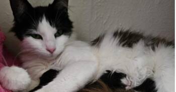 Rescue American Shorthair Cats for Adoption in Houston, Texas - Gracie | PetCurious