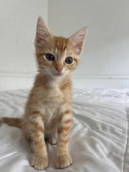 92226A Susie-PetSmart North Charleston -  Domestic Short Hair Cat for Adoption in North Charleston, South Carolina - 92226A Susie-PetSmart North Charleston | PetCurious