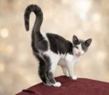 Misty Sky -  Domestic Short Hair Cat for Adoption in Portsmouth, Ohio - Misty Sky | PetCurious