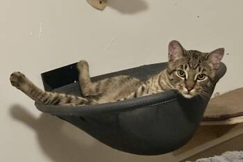 Claudio (with Meowlody) -  Domestic Short Hair Cat Available for Adoption in Silverton, Oregon - Claudio (with Meowlody) | PetCurious