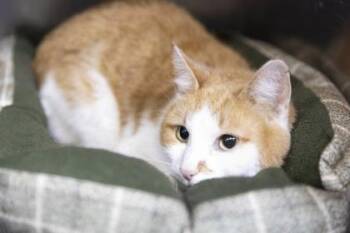 Domestic Short Hair and American Shorthair Cats Available for Adoption - Fritz | PetCurious