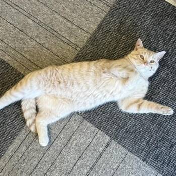 Little Timmy -  Domestic Short Hair Cat for Adoption in Morden, Manitoba - Little Timmy | PetCurious