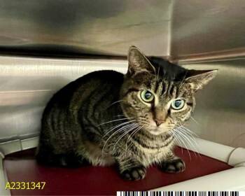 Domestic Short Hair Cats Available for Adoption in West Palm Beach, Florida - MARTINI | PetCurious