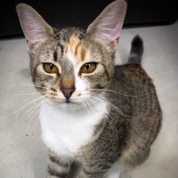 Domestic Short Hair Cats Available for Adoption in Moses Lake, Washington - Bailey | PetCurious
