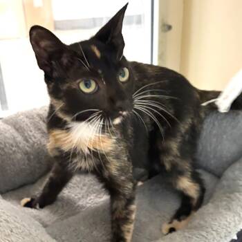 Penny -  Domestic Short Hair Cat for Adoption in Sarasota, Florida - Penny | PetCurious