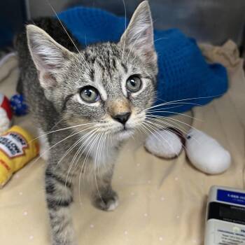 Pearl -  Domestic Short Hair Cat for Adoption in West Palm Beach, Florida - Pearl | PetCurious