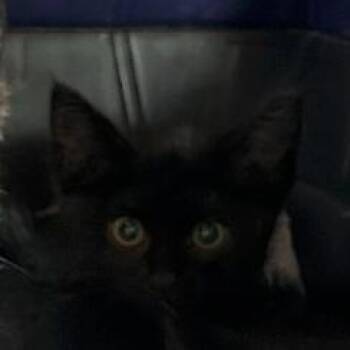 11B Spy Roswell -  Domestic Short Hair Cat for Adoption in Denver, Colorado - 11B Spy Roswell | PetCurious