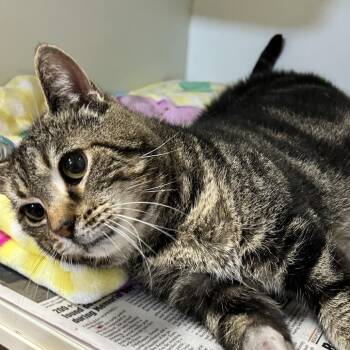 Voyager -  Domestic Short Hair Cat for Adoption in Newport, North Carolina - Voyager | PetCurious